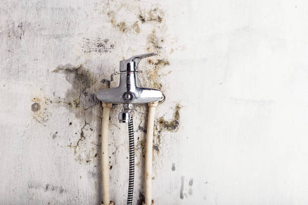 Best Mold Removal Company Near Me  in Mount Olive, AL