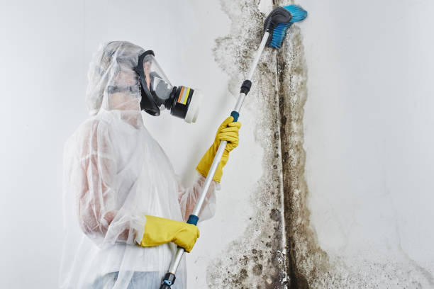 Best Home Mold Removal  in Mount Olive, AL