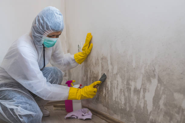 Best Residential Mold Removal  in Mount Olive, AL
