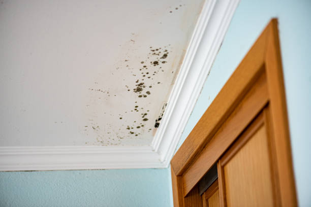 Best Certified Mold Removal  in Mount Olive, AL