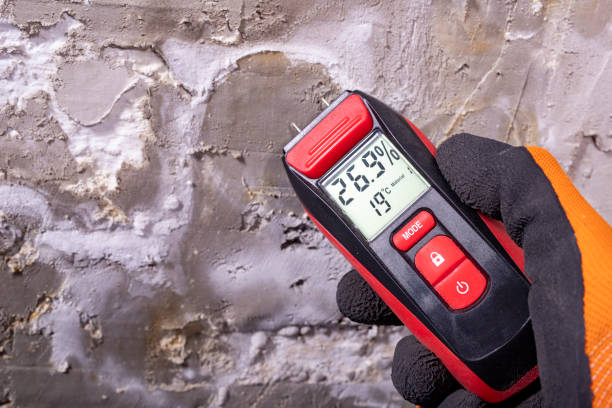 Best Mold Damage Repair  in Mount Olive, AL