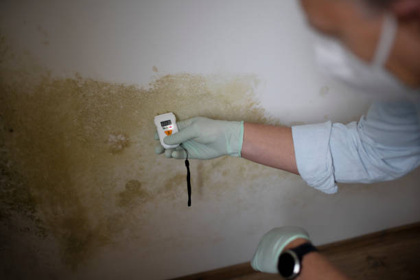 Trusted Mount Olive, AL Mold Removal Experts