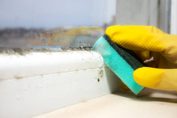 Best Toxic Mold Removal  in Mount Olive, AL
