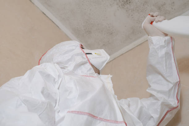 Best Emergency Mold Removal  in Mount Olive, AL