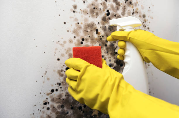 Home Mold Removal in Mount Olive, AL