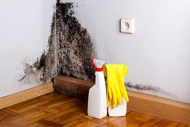 Best Mold Remediation Services  in Mount Olive, AL