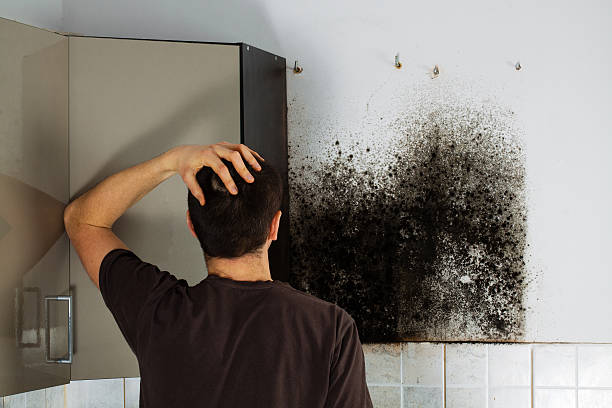 Best Home Mold Removal  in Mount Olive, AL