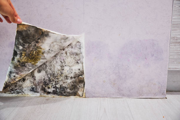 Best Mold Testing  in Mount Olive, AL